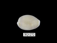 藏品(金環寶螺)的圖片